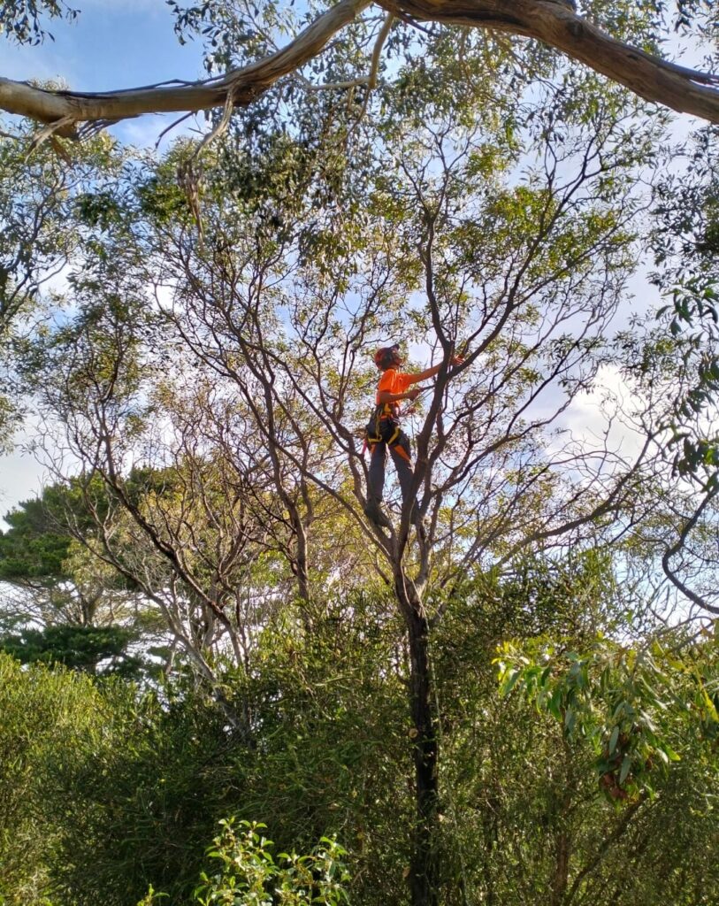 Expert Tree Cutting