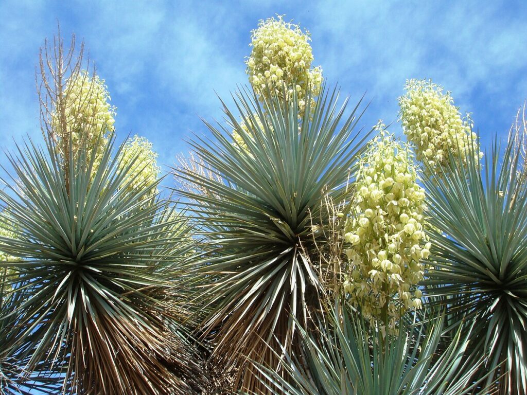 Low-angle shot of yucca plants with spiky leaves and white flower clusters against a blue sky.