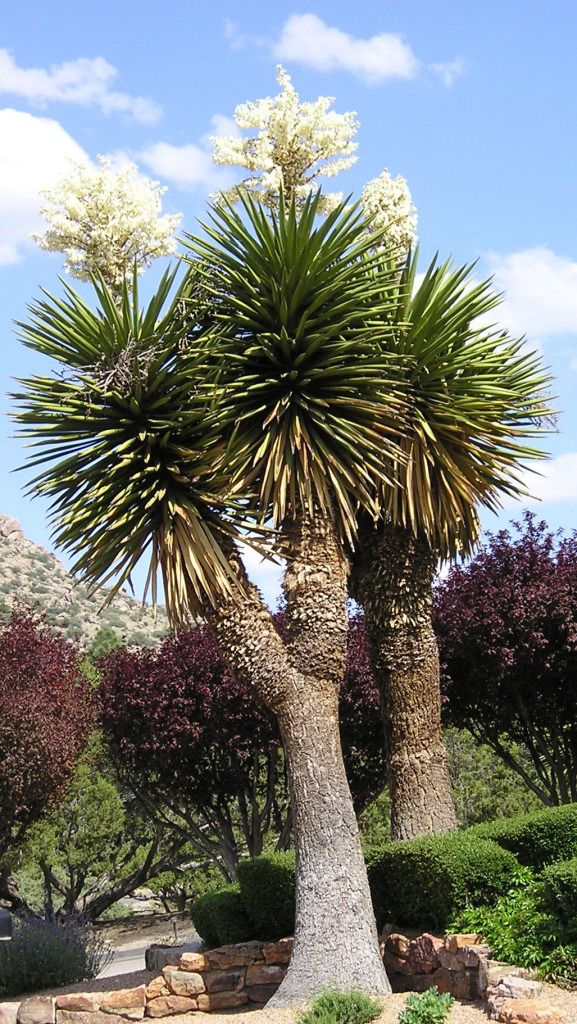 A tall, branching yucca tree with spiky leaves and large white flower clusters.