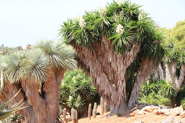 Several large yucca plants with spiky leaves and white flowers in a desert garden.