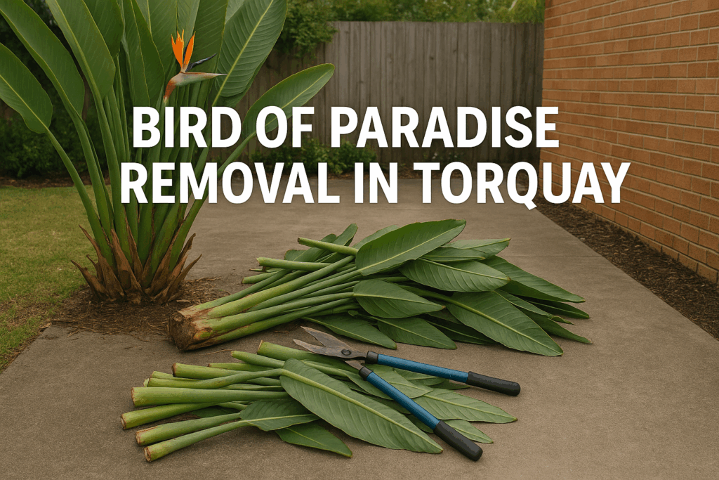 Bird of Paradise Removal in Torquay