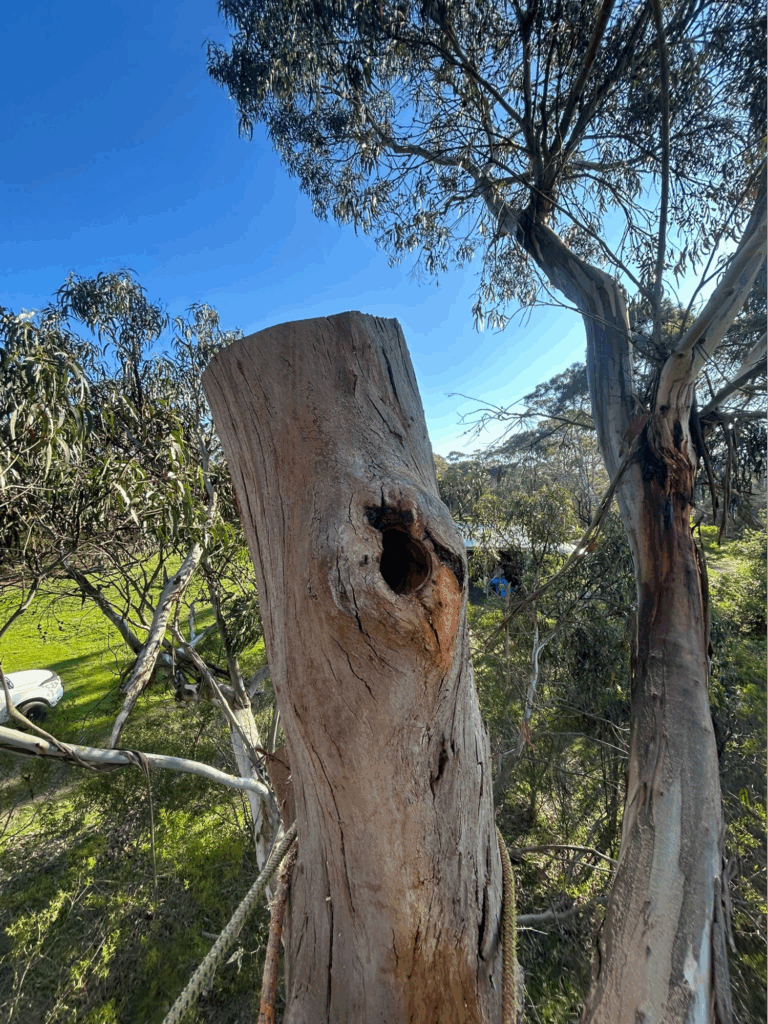 A large, cut-off tree trunk with a hollow, seen from a high angle on a sunny day.