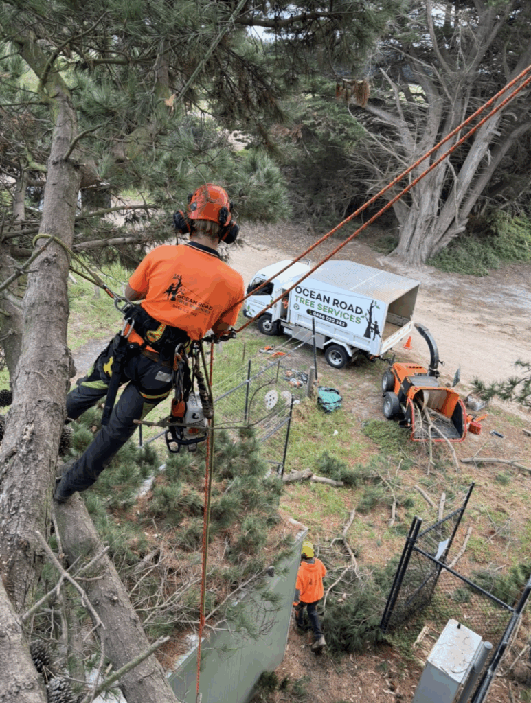 An arborist with safety gear in a tree, with crew and equipment on the ground.