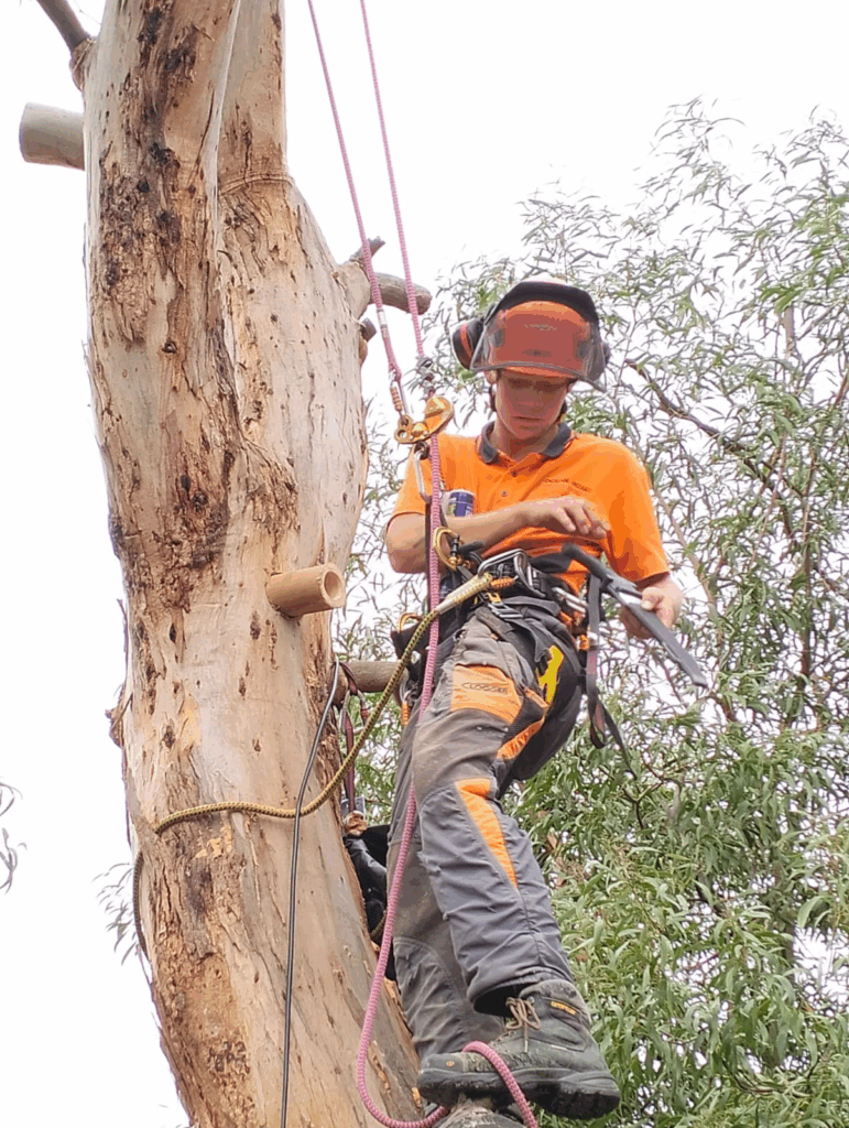 An arborist in an orange shirt and helmet adjusts equipment while secured by ropes to a large tree.