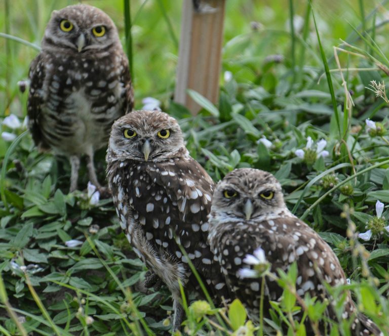 Bird Habitat Tree Hollows | Surf Coast & Geelong
