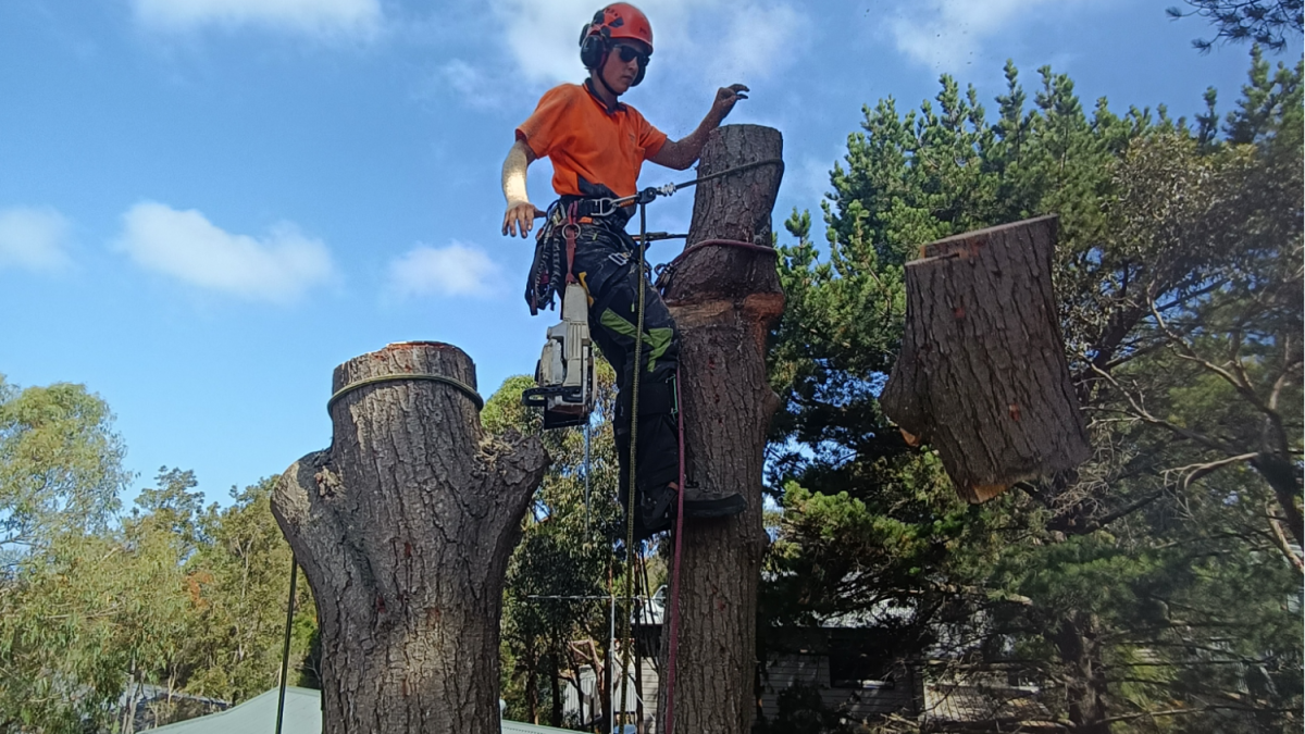An arborist in safety gear cuts a large piece off a tall tree trunk.