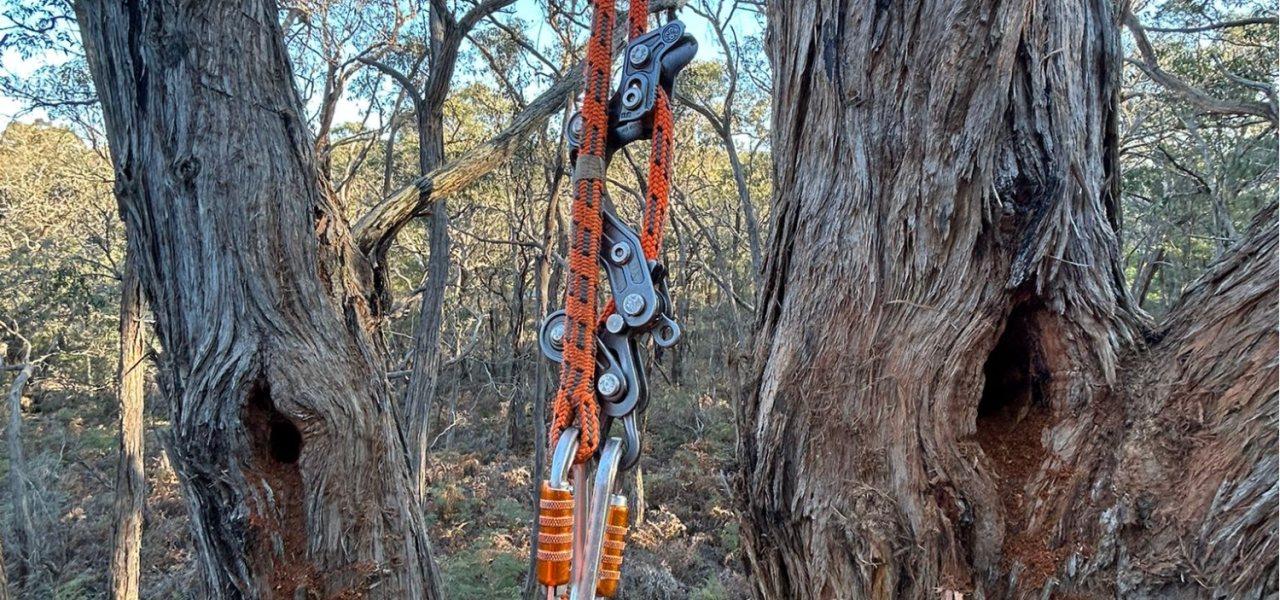 Climbing gear, including an orange rope and pulleys, rigged between two large tree trunks.