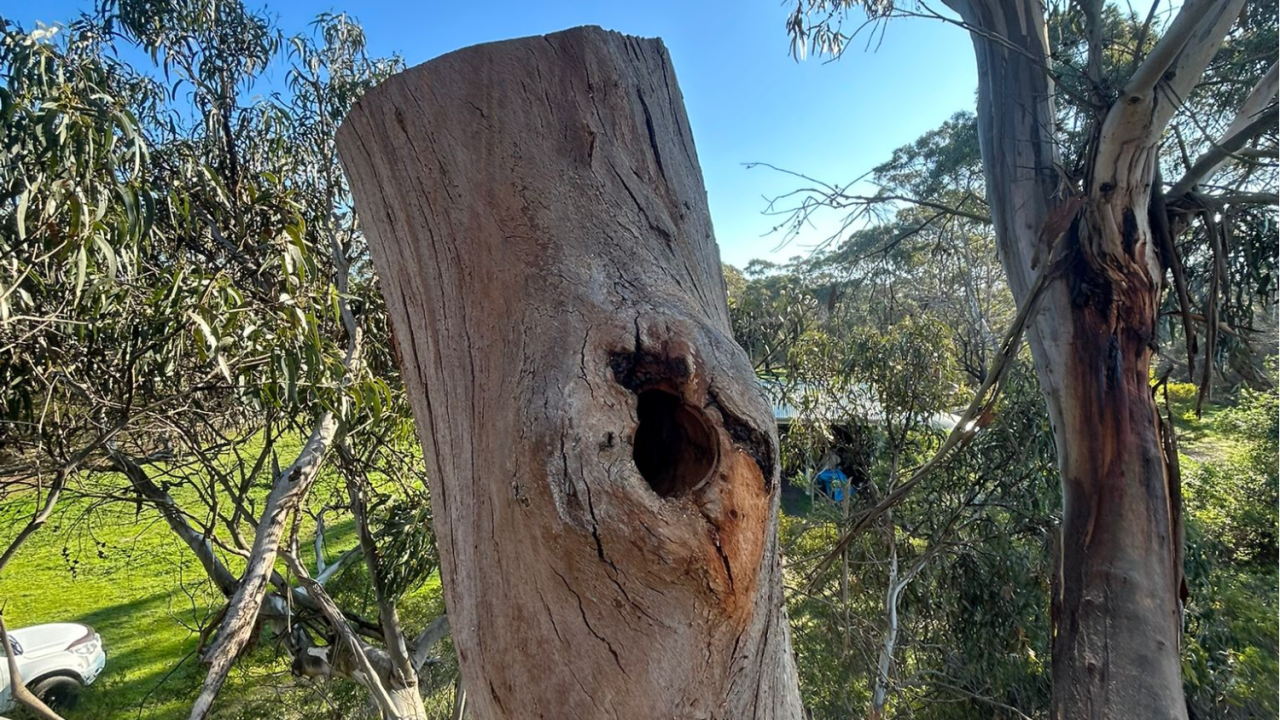 A large, cut-off tree trunk with a hollow, seen from a high angle on a sunny day.