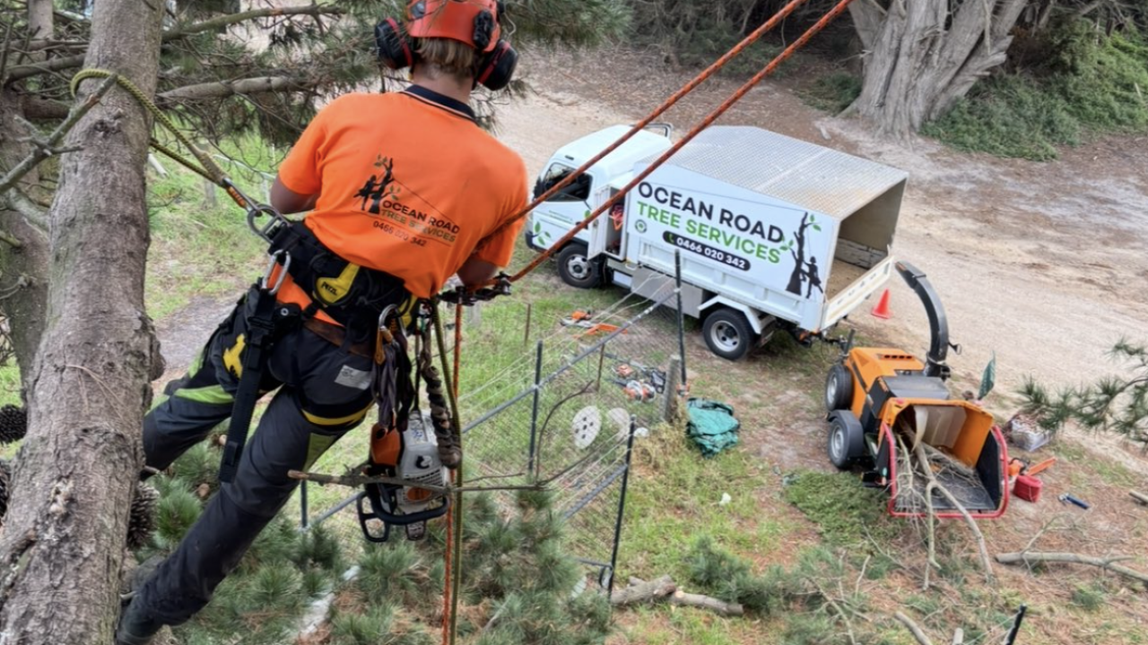 An arborist with safety gear in a tree, with crew and equipment on the ground.