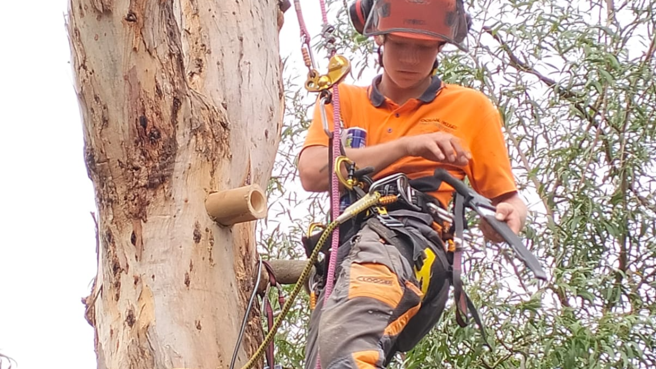 An arborist in an orange shirt and helmet adjusts equipment while secured by ropes to a large tree.