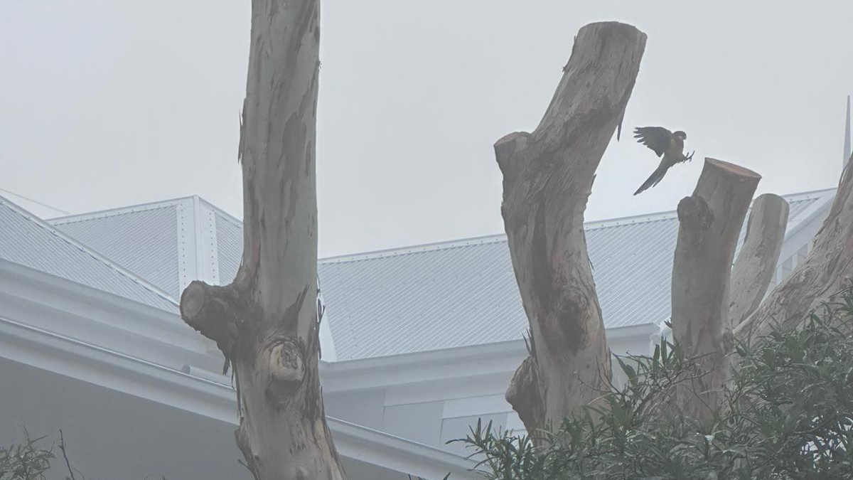 A bird flies past heavily pruned tree trunks on a foggy day.