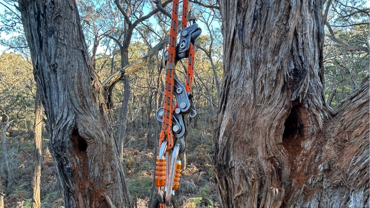 Climbing gear, including an orange rope and pulleys, rigged between two large tree trunks.